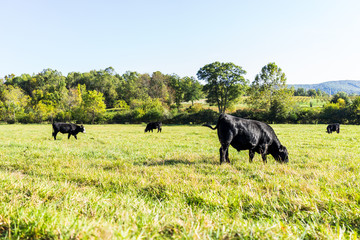Black cows grazing on pasture in Virginia farms countryside meadow field with green grass © Kristina Blokhin
