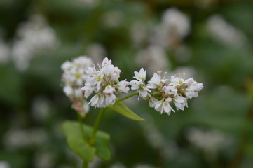 Buckwheat