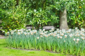 Blooming white daffodils (narcissus) in a park