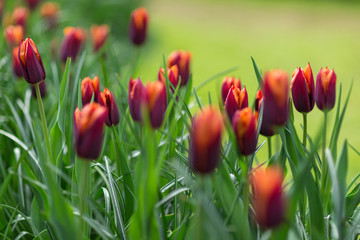 Orange and red tulips in a park. Spring concept