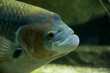 Buckelkopfcichlide (Steatocranus casuarius) Portrait