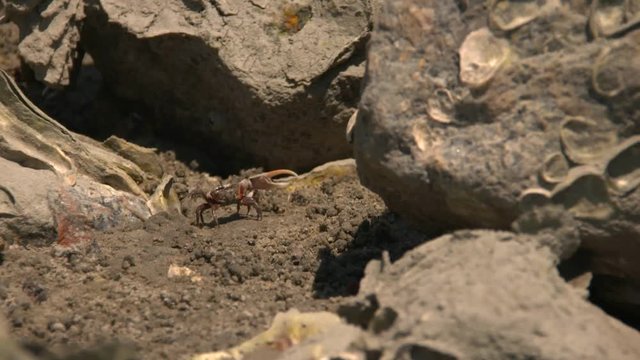 a fiddler crab at the coast