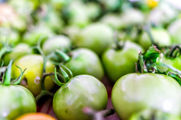 Macro closeup of many small unripe green tomatoes on vine from garden on table