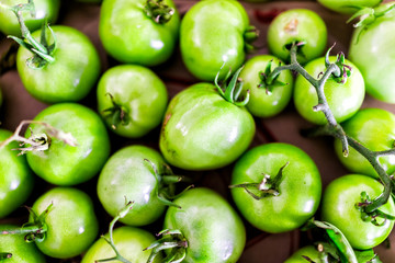 Flat top above view down of many small unripe green tomatoes on vine from garden on table