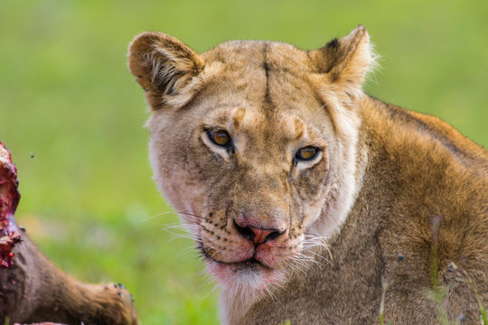 「レオニ」の画像 7,967 件の Stock 写真、ベクターおよびビデオ Adobe Stock
