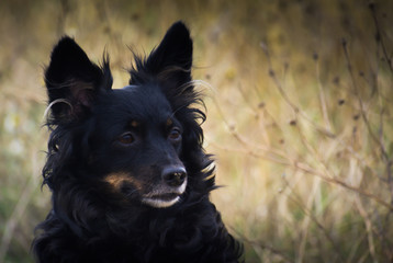 Kleiner schwarzer Hund mit spitzen Ohren