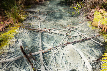 Whakarewarewa Forest Acidic Pools