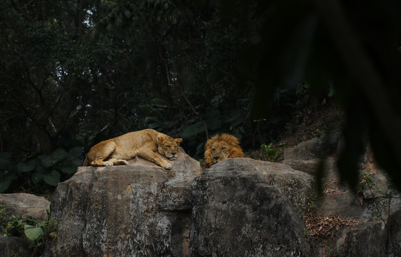 Lions kept in the zoo