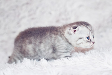 Obraz premium Little kitten