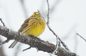 yellow sparrow in the winter