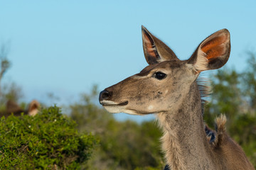 Kudu