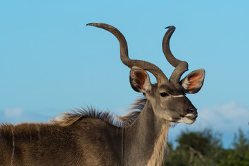 Kudu