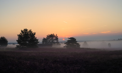 Lüneburger Heide bei Sonnenaufgang und Nebel