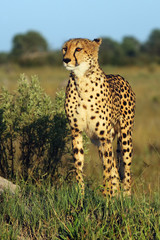 The cheetah (Acinonyx jubatus) standing on the thermite. Cheetah female in savanna delta.