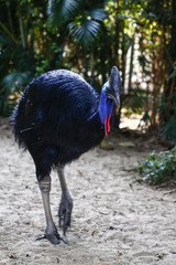 The Cassowary in the zoo