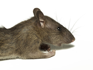 Dead rat, on white background.
