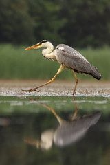The grey heron (Ardea cinerea) walking in the pond with green background with long legs and beak