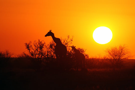 The female of South African giraffe or Cape giraffe (Giraffa camelopardalis giraffa) with young one in sunset with orange and yellow colours
