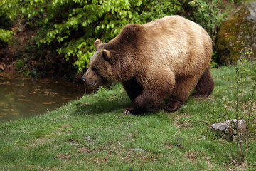 The brown bear (Ursus arctos) standing near the waterhole