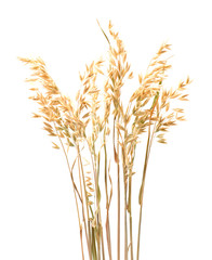 Fototapeta premium Oat plant isolated on white close up