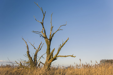 A large dead tree against the sky