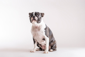 Studio shot of Boston Terrier sitting