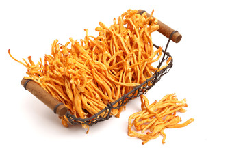 Fresh Cordyceps mushroom on white background