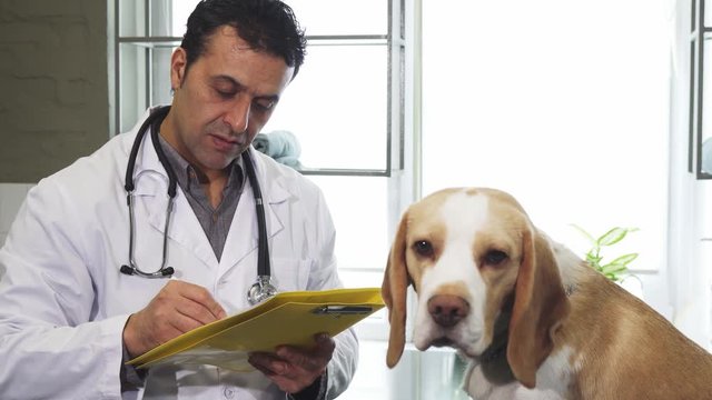 Mature male professional vet writing medical prescriptions after examining adorable Beagle puppy at his clinic animals pets care healthy happy dogs canine profession doctor occupation job.