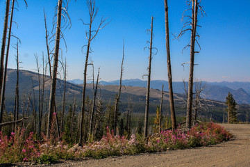 New life after forest fire in Yellowstone