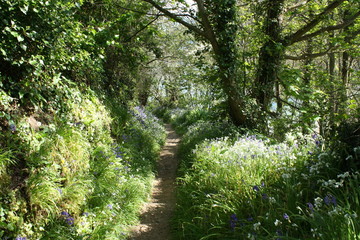 Bluebell wood on Guernsey