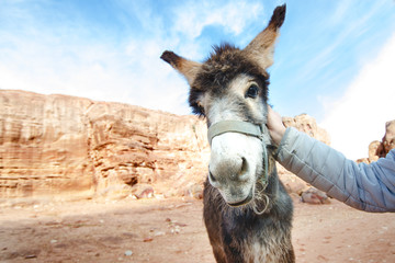 Donkey on a desert in Jordan national park - Wadi Rum desert. Travel photoshoot. Natural background