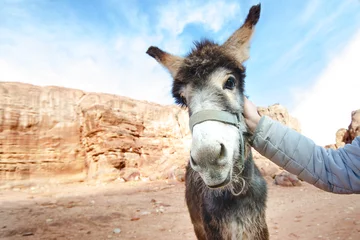 Zelfklevend Fotobehang Ezel Donkey on a desert in Jordan national park - Wadi Rum desert. Travel photoshoot. Natural background