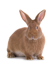 brown rabbit