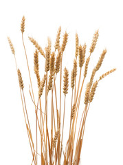 Wheat ears isolated on a white background.