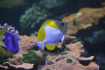 Fototapeta na wymiar Gelbe Pyramidenfalterfisch (Hemitaurichthys polylepis)