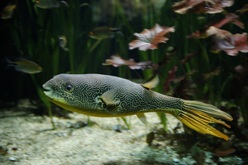 Goldringel-Kugelfisch (Tetraodon mbu) © Aggi Schmid