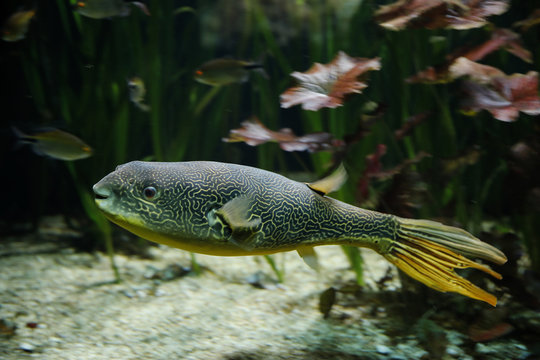Goldringel-Kugelfisch (Tetraodon mbu)