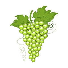 Ripe grape isolated on white.