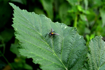 the fly sitting on the leaf