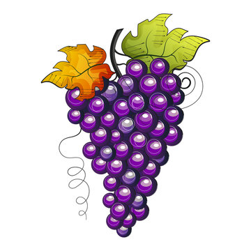 vector watercolor fruit grapes branch