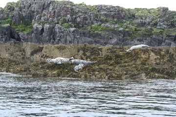 Seals in the Farne Islands
