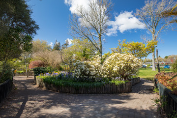 Obraz premium Kuirau Park Rotorua