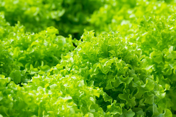 fresh green oak lettuce with water drops in oraganic farm, green vegetables