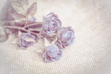 Beautiful rose soft blue flower blossom vintage grunge background. Greeting card template. Shallow depth. Soft beige toned. Paper texture