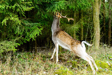Wild deer eating leaves at the forest