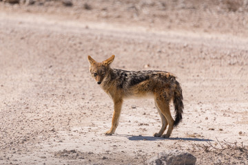 Black backed jackal