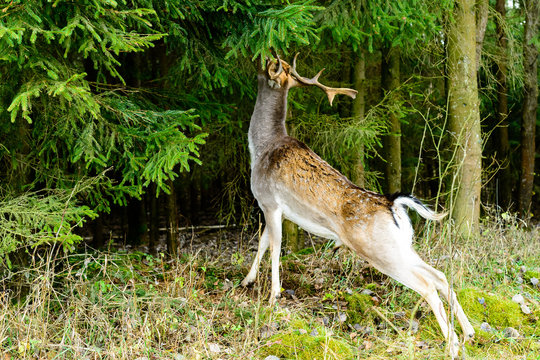 Fototapeta Wild deer eating leaves at the forest