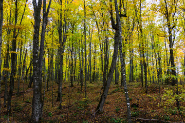 Fototapeta premium Autumn forest in Pictured Rocks, Munising, MI, USA