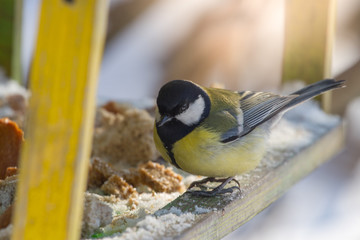 Great yellow Tit on a bird table. Bird feeding