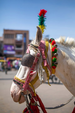 Head of colorfully decorated Indian horse in Jaisalmer, Rajasthan, India